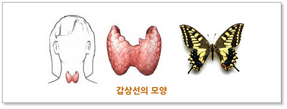 갑상선의 모양